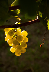 Grapes in evening light