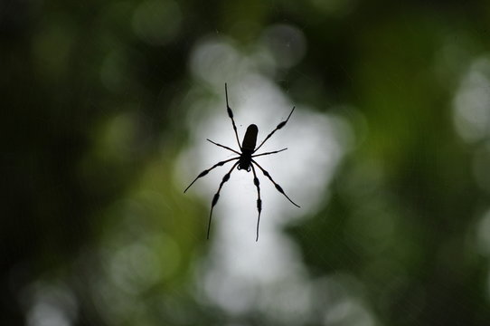 Large Spider on Web