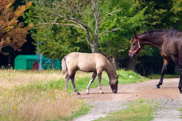 Obraz premium horse