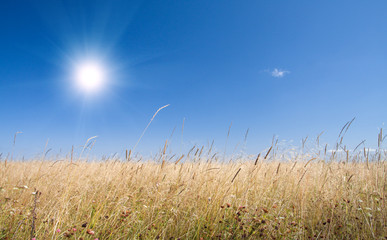 autumn grass and blue sky