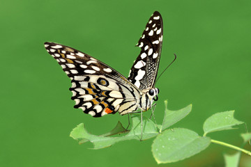 Lime Butterfly