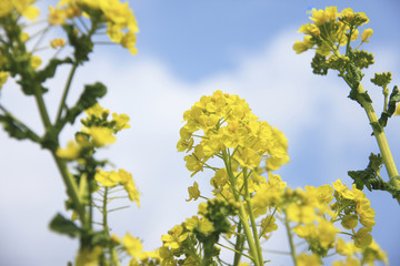 菜の花