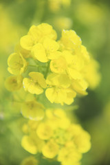 菜の花