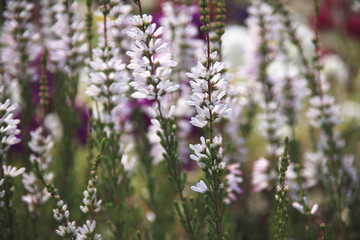 エリカホワイト・ディライト