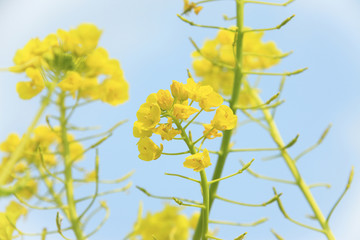 菜の花