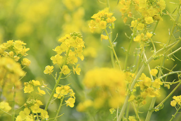 菜の花