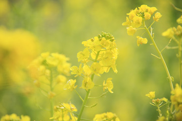 菜の花