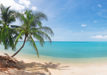 Naklejka na ściany i meble tropical beach with coconut palm and sea