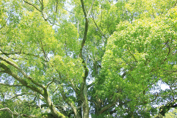 奈良公園飛火野の大楠
