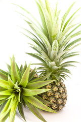 Pineapple on a white background