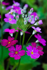 Fototapeta na wymiar Little Spring flowers close-up