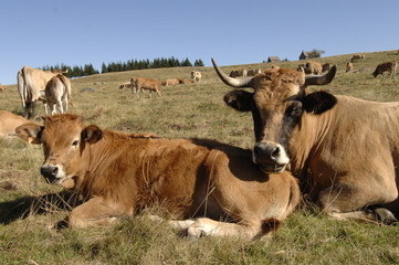 vaches aubrac