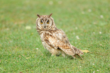 Raubvogel 8