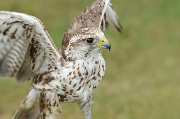 Raubvogel 7