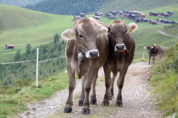 Neugierige Kühe