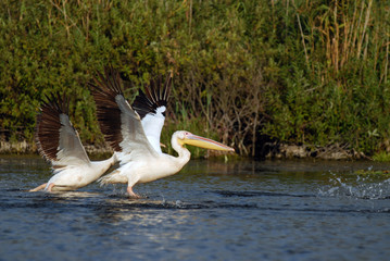 Pelicans flaying