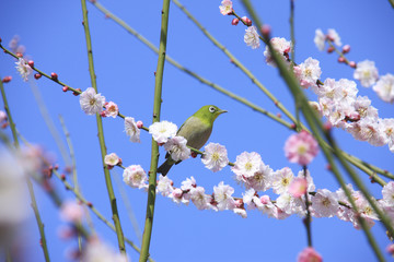 メジロと梅