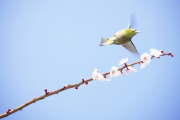 メジロと梅