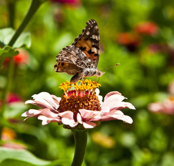 Farfalla