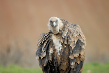 buitre leonado