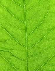 Vibrant green leaf macro close up natural background.