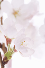 Fototapeta premium 桜