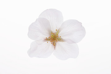Obraz premium 桜