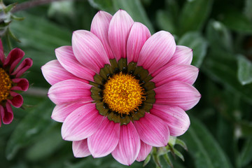 pink daisy