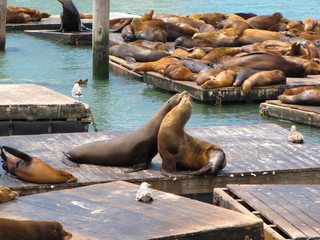 Fototapeta premium sea lion fighting on the wharf
