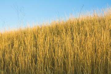 Dry grass on a background sky