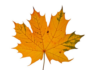 Naklejka na ściany i meble autumnal maple leaf isolated on white background