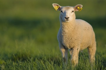 agneau dans une pâture