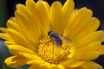Calendula close up fly