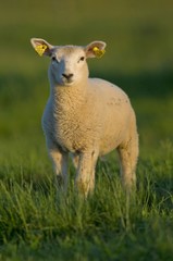 agneau dans une pâture