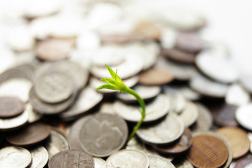 green plant shoot growing from coin pile