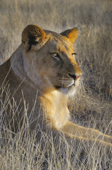 Lion looking at the sunset