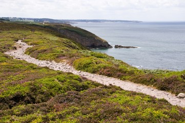 Tapis de bruy&egrave;res et d'ajonc dans la lande du Cap Frehel