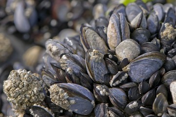 Coquillage (moules) sur la plage et les rochers