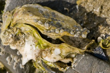 Coquillage (huitre) sur la plage et les rochers