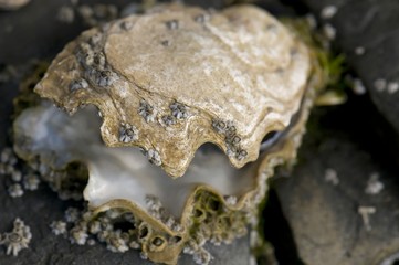 Coquillage (huitre) sur la plage et les rochers