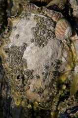 Coquillage (huitre) sur la plage et les rochers