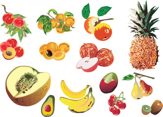 ripe fruits illustration