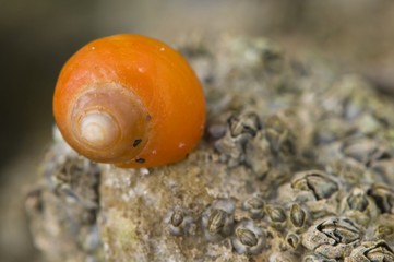 Coquillage sur la plage et les rochers