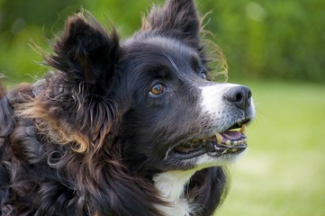 Chien BORDER COLLIE