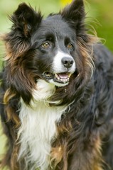 Chien BORDER COLLIE