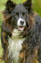 Chien BORDER COLLIE
