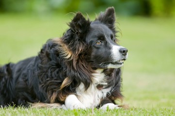 Chien BORDER COLLIE