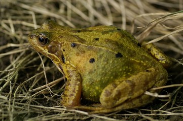 Crapaud
