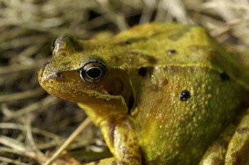 Crapaud