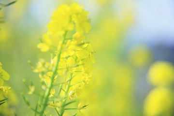 菜の花